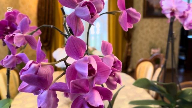 ОРХИДЕЯ Ph. Toshi 🌸🌸🌸, ТРИ ВАРИАЦИИ ЦВЕТЕНИЯ 😍😍😍 смотреть онлайн