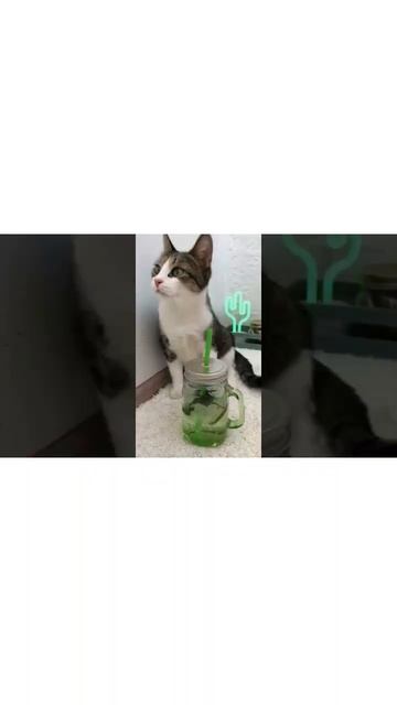 Мята,!😓 ты мне нужна.! Я пез тебя не набиру 1 тыс. потпи смотреть онлайн