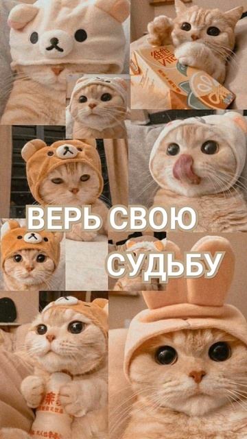 ПЕРЕВОД ПЕСНИ ( доконца) ЕЛИ НАШЛА ЭТУ ПЕСНЮ 💖 #cat #кошк смотреть онлайн