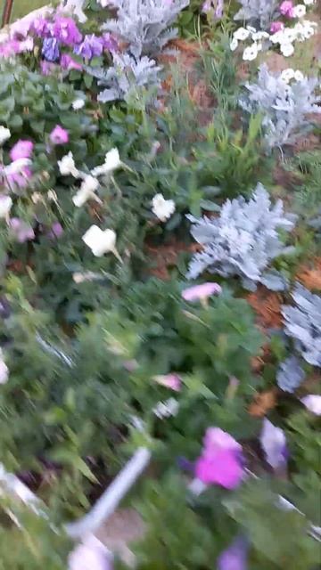 Обзор петуний в открытом грунте.