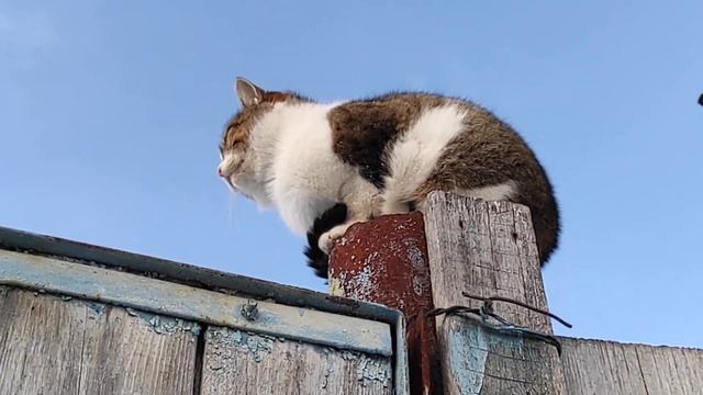 Кот Мурчик снегирь выглядывает весну. смотреть онлайн