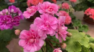 Пеларгония. Lara Melissa. Зонартик