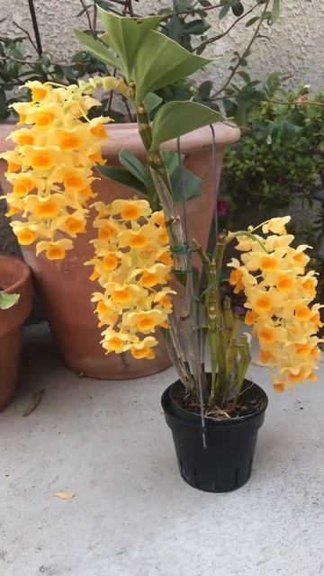 Dendrobium densiflorum смотреть онлайн