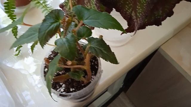 Обзор комнатных растений #окно на кухне# новая бегония смотреть онлайн
