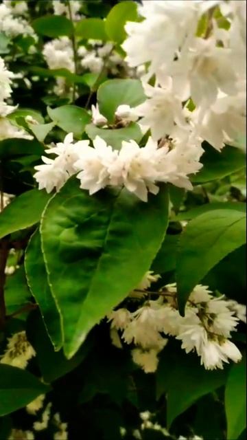 И такой бывает? Жасмин смотреть онлайн