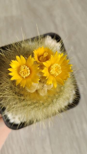 Parodia chrysacanthion. Кактус влюбился#кактусы #cactus #parodia #пароди смотреть онлайн