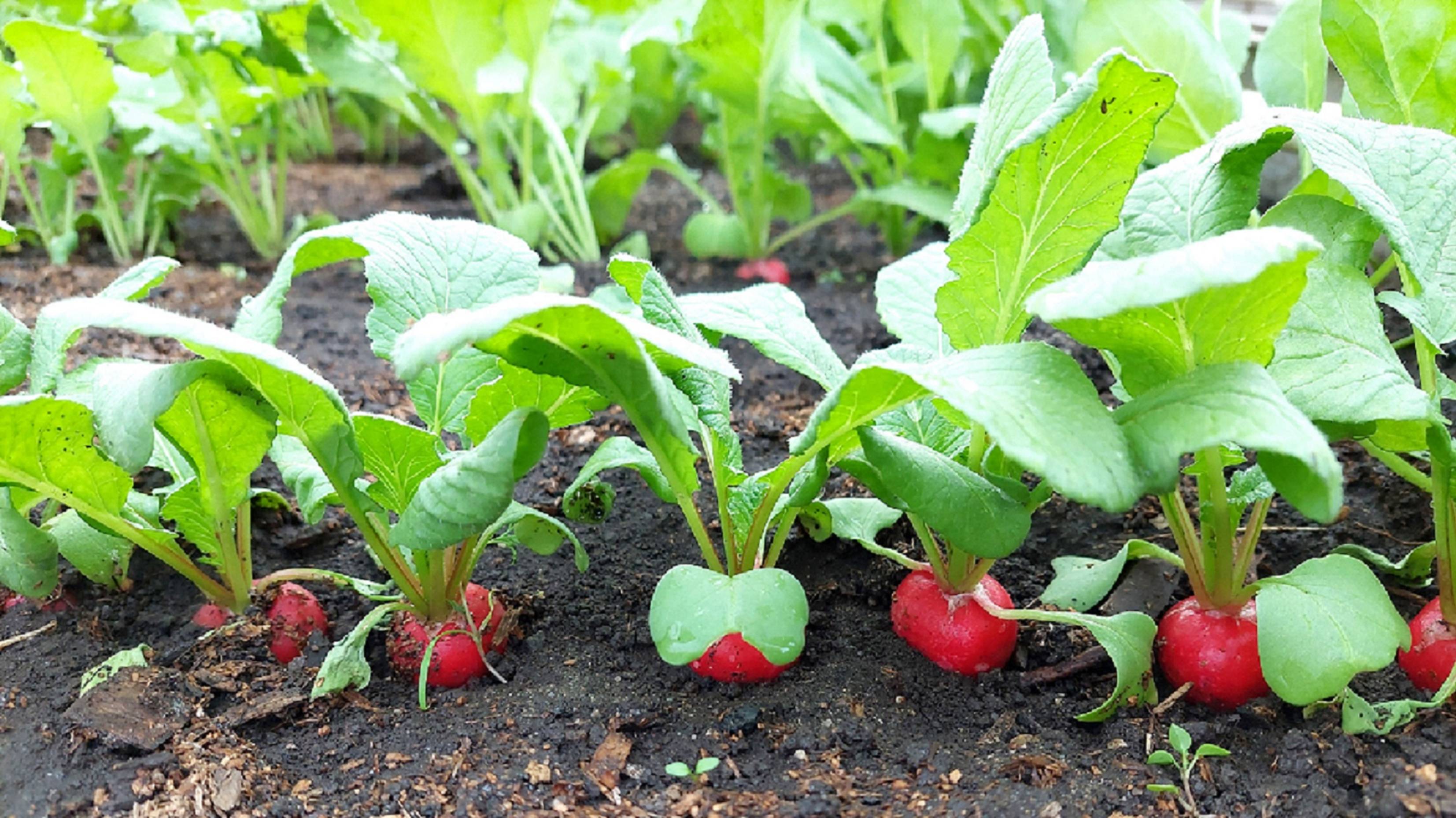 Салаты и редиска в теплице готовы. Борьба с мышкой) смотреть онлайн
