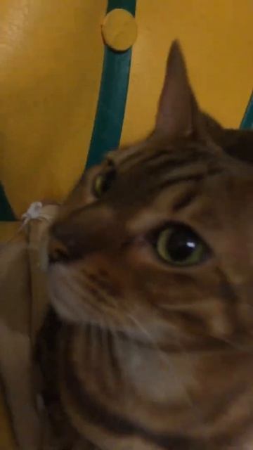 Тигр(Барник) ест головы назавтрак?!?) смотреть онлайн