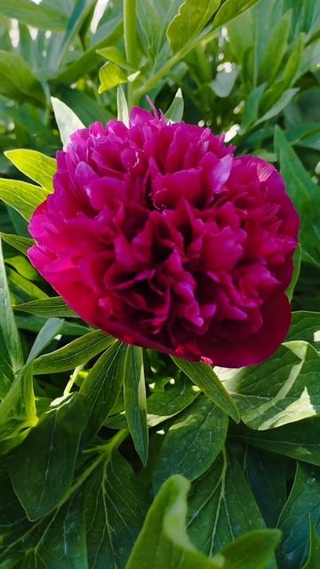 #пион #живойзвук #shorts #пениептиц #весна #nature #flowers смотреть онлайн