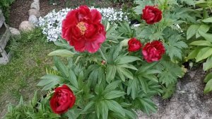 Пион Ред Глори (Red Glory) .