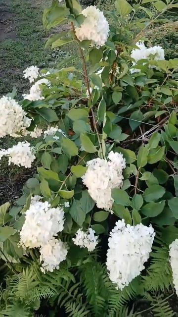 как называется цветок? #веселыйден #цветы #цветок