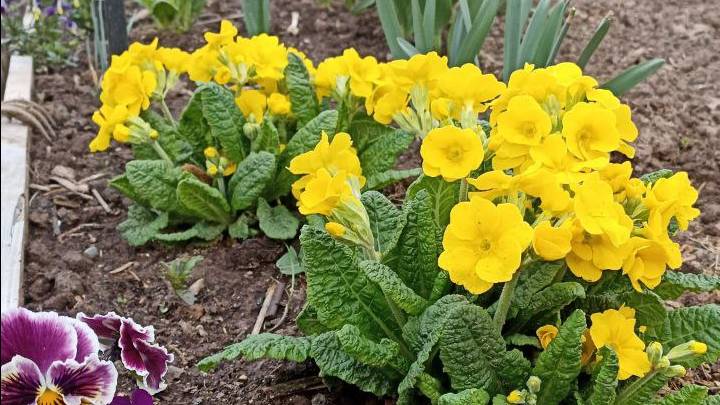 Весна на даче. май 2025 год смотреть онлайн