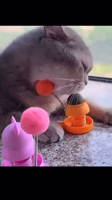 Мята для кошек смотреть онлайн