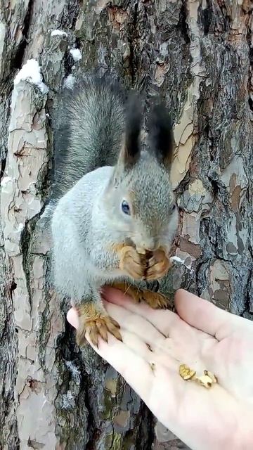 Белочка спустилась и продолжила есть орешки смотреть онлайн