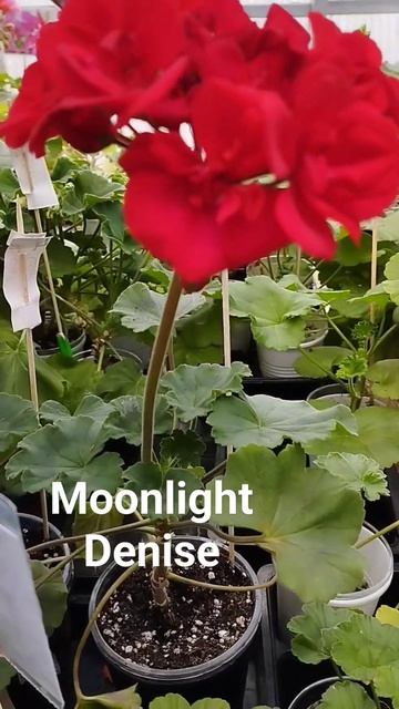 Пеларгония Moonlight Denise смотреть онлайн