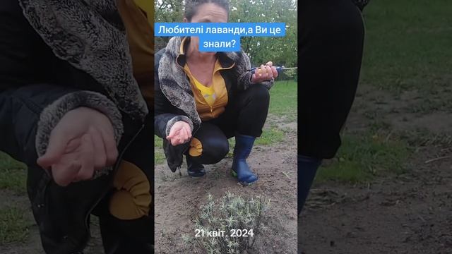 @Знову про лаванду!!! смотреть онлайн