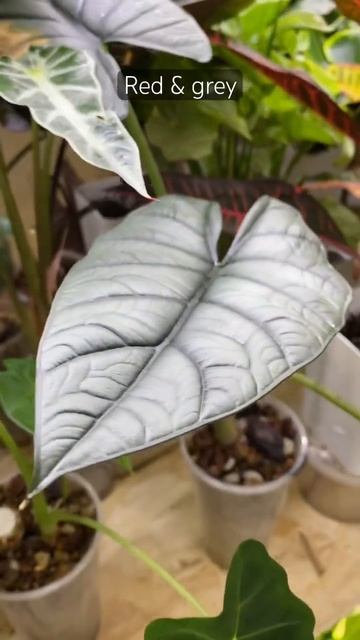 Алоказия с кожаным листом #alocasia #iloveplants #iloveplants смотреть онлайн