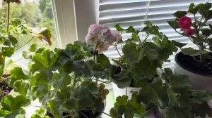 Пеларгония ТА-Эммануэль