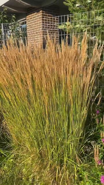Немного о злаках. #благоустройство #сад #дача #озеленен смотреть онлайн