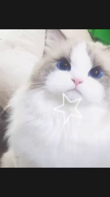 ставь лайк если любишь котят 😍🥰❤️ смотреть онлайн