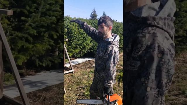 живой забор из пихты сибирской 🌲🌲🌲🌲🌲🌲🌲🌲🌲🌲? смотреть онлайн