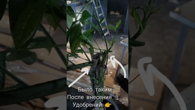 уход за растениями смотреть онлайн