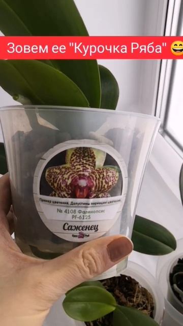 Орхорай. Небольшая коллекция 🌺 #орхидеи #цветы #орхор? смотреть онлайн