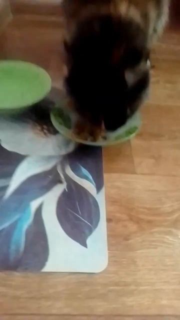 Кошке понравились подушечки со вкусом кошачьей мяты и смотреть онлайн