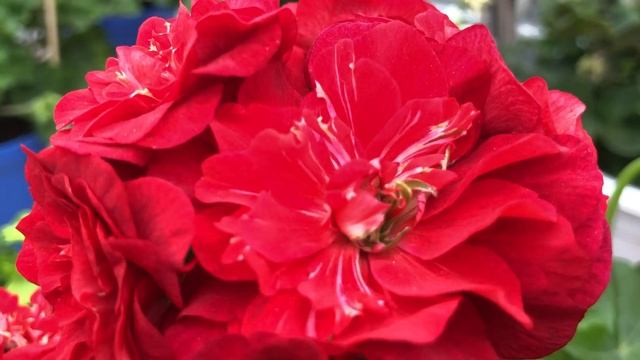 Плющелистная пеларгония. Buttons And Bows. #пеларгония #цветы