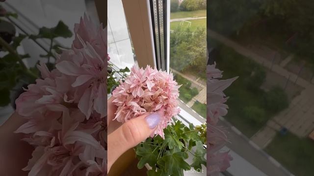 Мои сортовые пеларгонии ❤️ #пеларгония #цветы #цветын смотреть онлайн