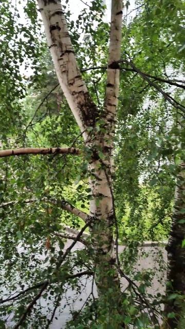 Белая береза под моим окном #белаяберёза #дача смотреть онлайн