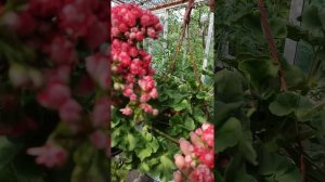 ТА История Любви пеларгония герань