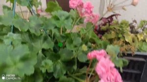 пеларгония та марокканская принцесса