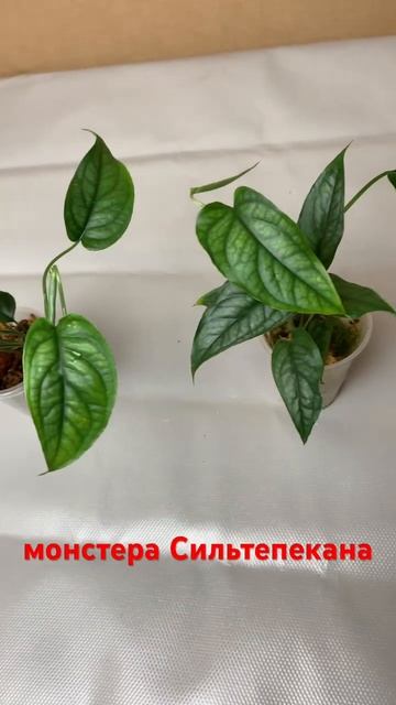 монстера Сильтепекана #монстера #сильтепекана смотреть онлайн