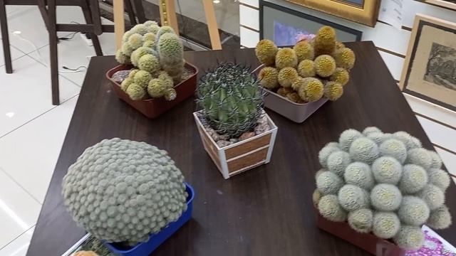 Выставка кактусов. СПКК смотреть онлайн