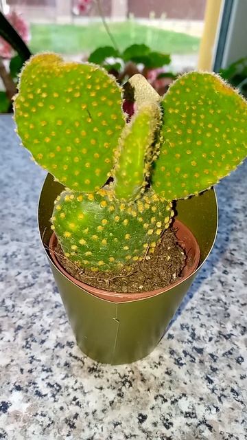У дочки новый 🌵 кактусёнок. Очаровательный,колючий,у? смотреть онлайн