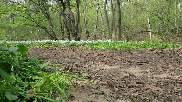 Весна 2025 в ботаническом саду