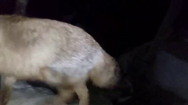 2575. Маркиза - дневник приручения дикой лисы, ест мясо и смотреть онлайн