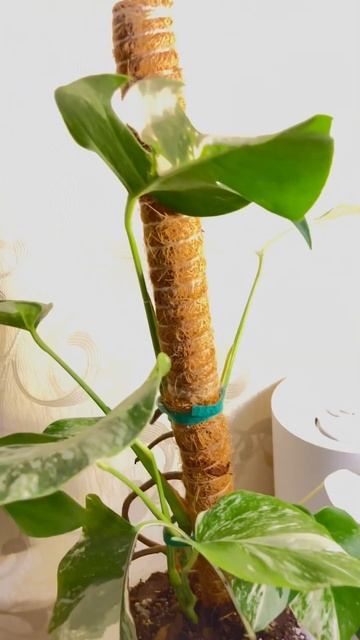 Монстера Альба 🪽🤍 #монстера #комнатныерастения #мон? смотреть онлайн