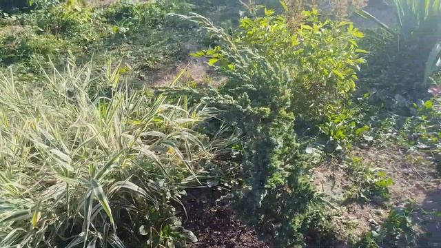 16.09.2024г Переделки второй клумбы.Поделила пионы.Постав? смотреть онлайн