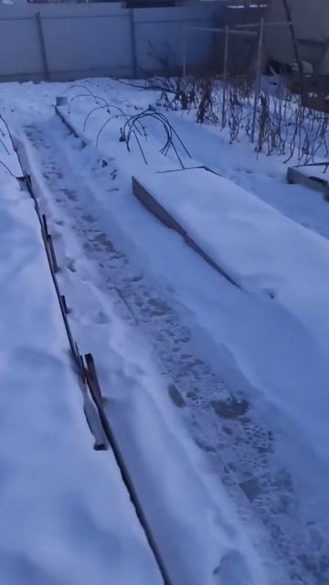 #пекинес спешит в курятник смотреть онлайн