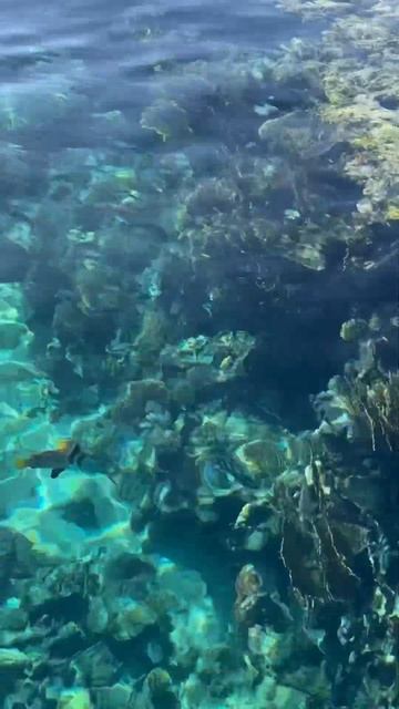 Sierra-Savoy beach. Sharm el Sheikh. Egypt. Red Sea. Египет. Пляж отеля Сиерра смотреть онлайн