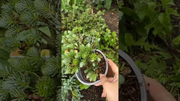 Пихта Diskus должна оставаться в форме подушки. Поэтому у