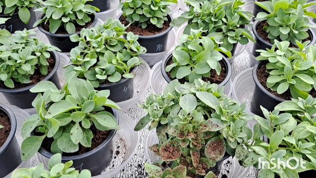 Від живця до краси🌺ПЕТУНІЯ🏵!5 правил ,для супер резу? смотреть онлайн