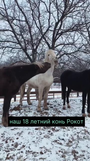 Как играют лошади 😍Помимо этих есть еще несколько ра? смотреть онлайн