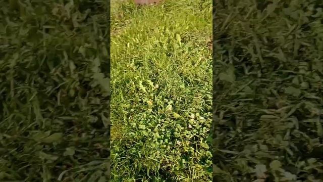 КЛЕВЕР. ДАЧА! САМЫЙ ЛУЧШИЙ ГАЗОН ИЗ БЕЛОГО КЛЕВЕРА !)СА?