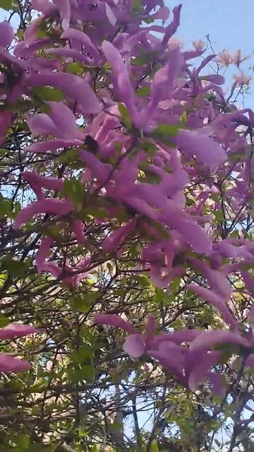 магнолия цветёт очень красиво 😍 #природа #красота #цв? смотреть онлайн