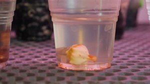 КЛУБНИ АЛОКАЗИЙ В ВОДЕ🫣 Делюсь нюансами проращивани?