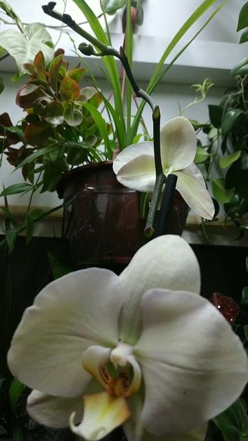 homemade orhid 👍 моя домашняя ОРХИДЕЯ 😁 סחלב ביתי смотреть онлайн