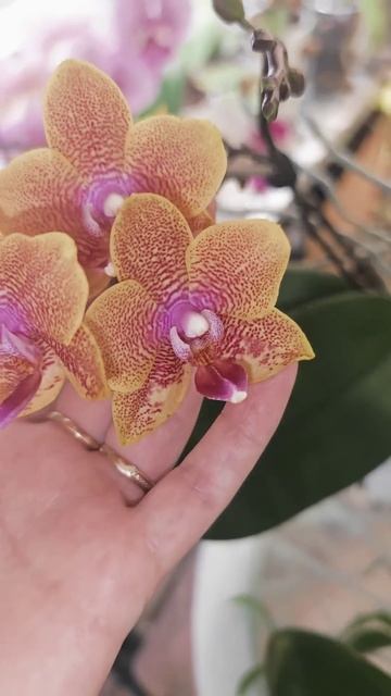 САМЫЕ Ароматные орхидеи #орхидея #orchid смотреть онлайн